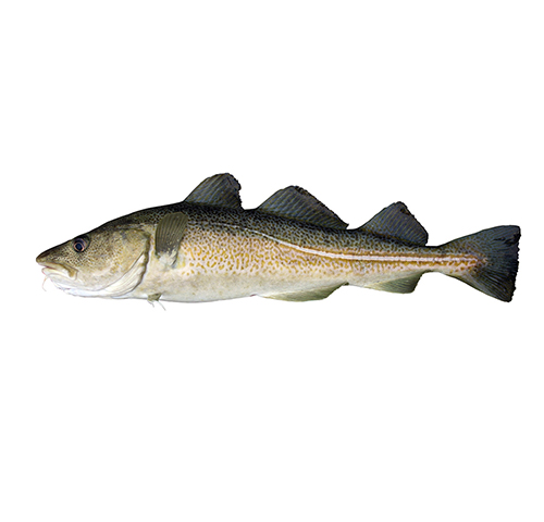 atlantic-cod-2